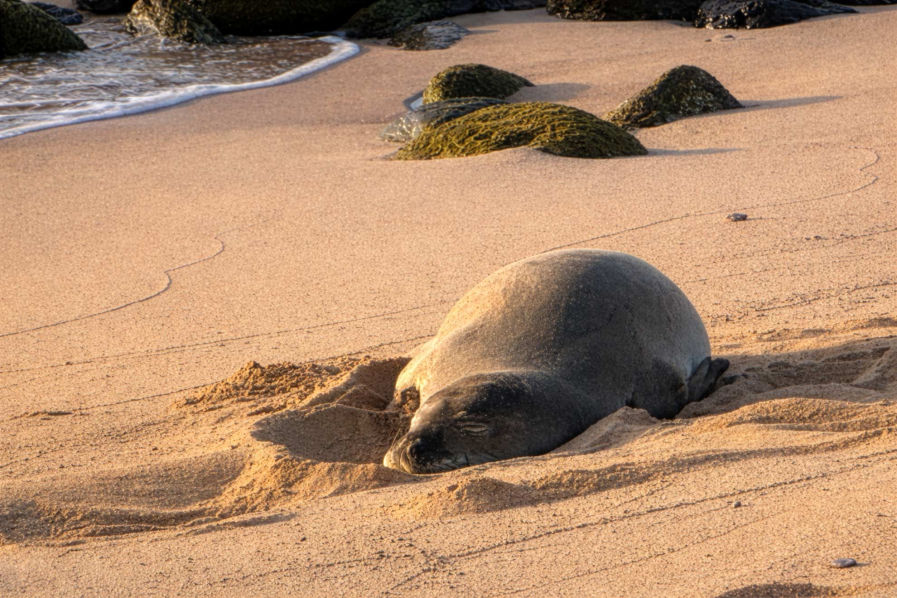 Endangered Monk Seals on Kepuhi Beach