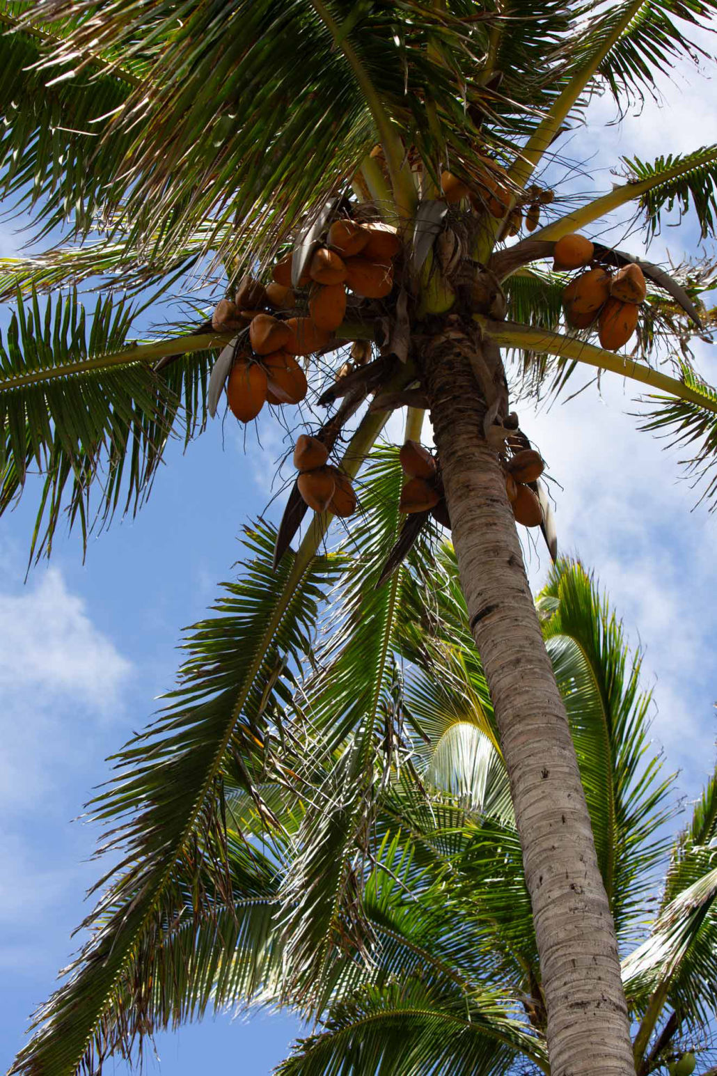 Coconut Tree on Molokai