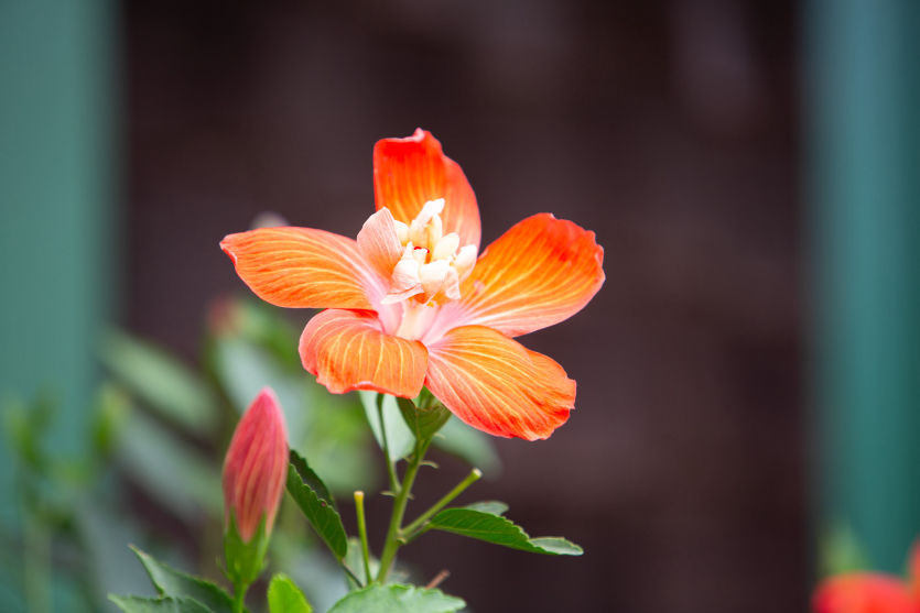 Hibiscus