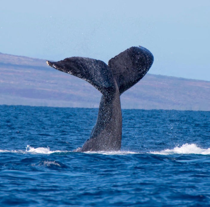 Whale Fluke - Hawaii